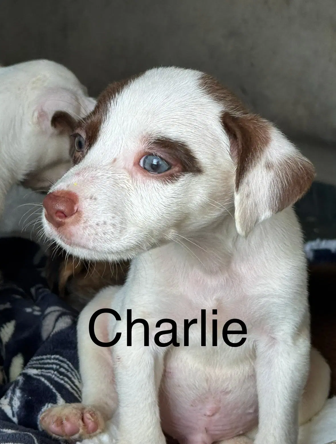 Charlie image 1