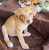 Honey (Foster in PR)