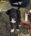 Ike (Foster in PR)