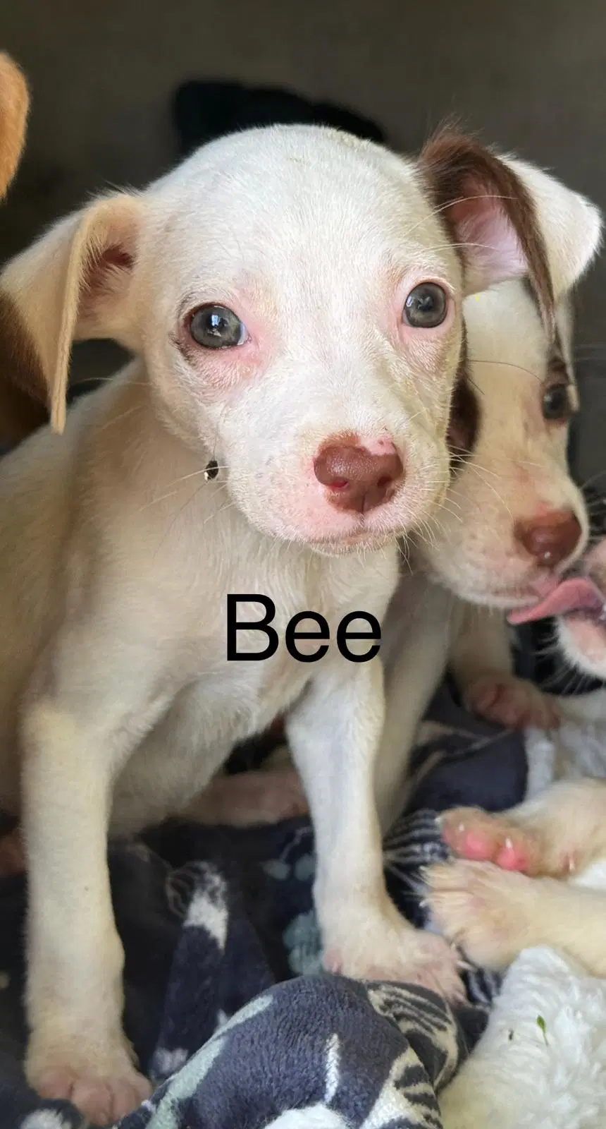 Bee - Unknown