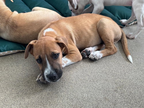 Photo 5 of Denzel (Foster in CT)