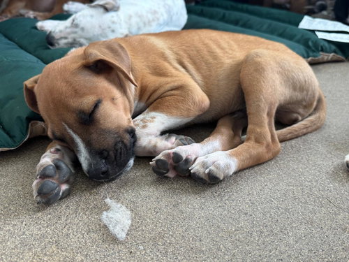Photo 3 of Denzel (Foster in CT)