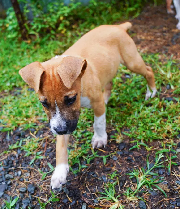 Denzel image 4