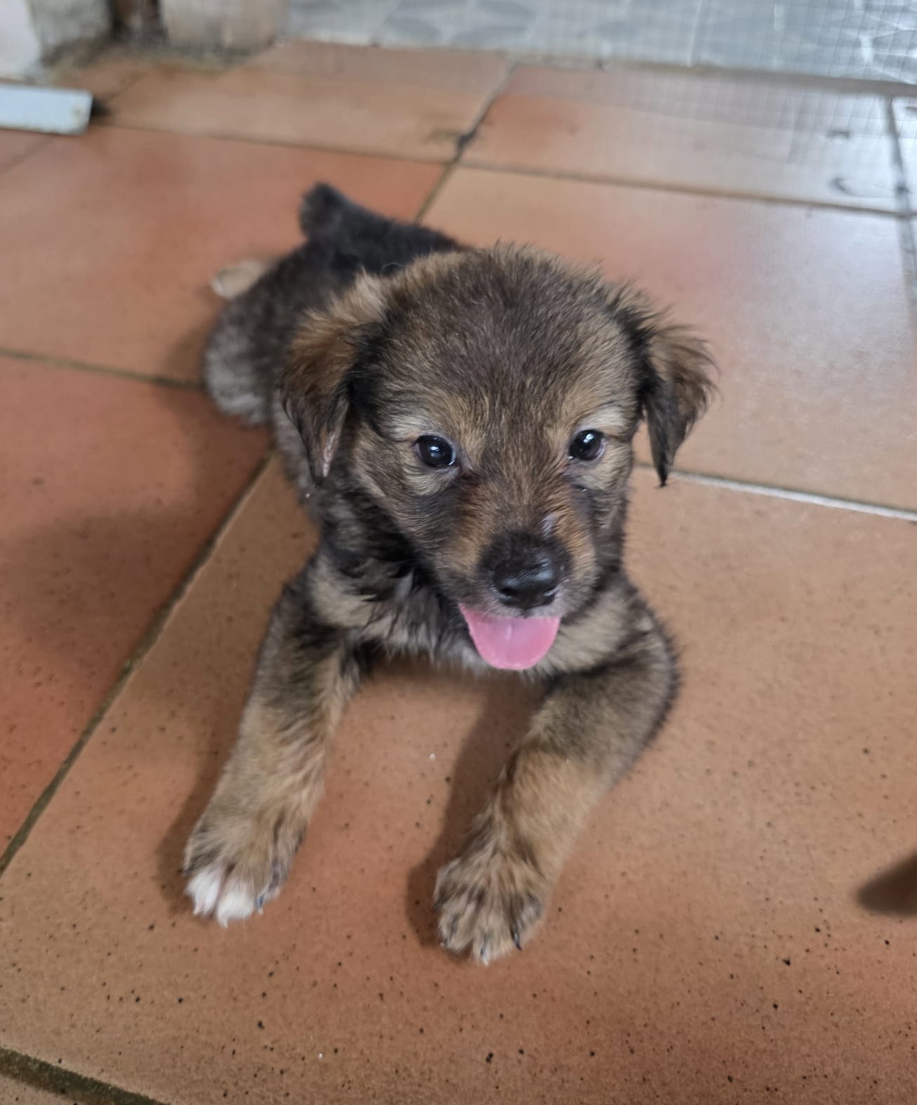 Pancho (Foster in MA), Mixed Breed