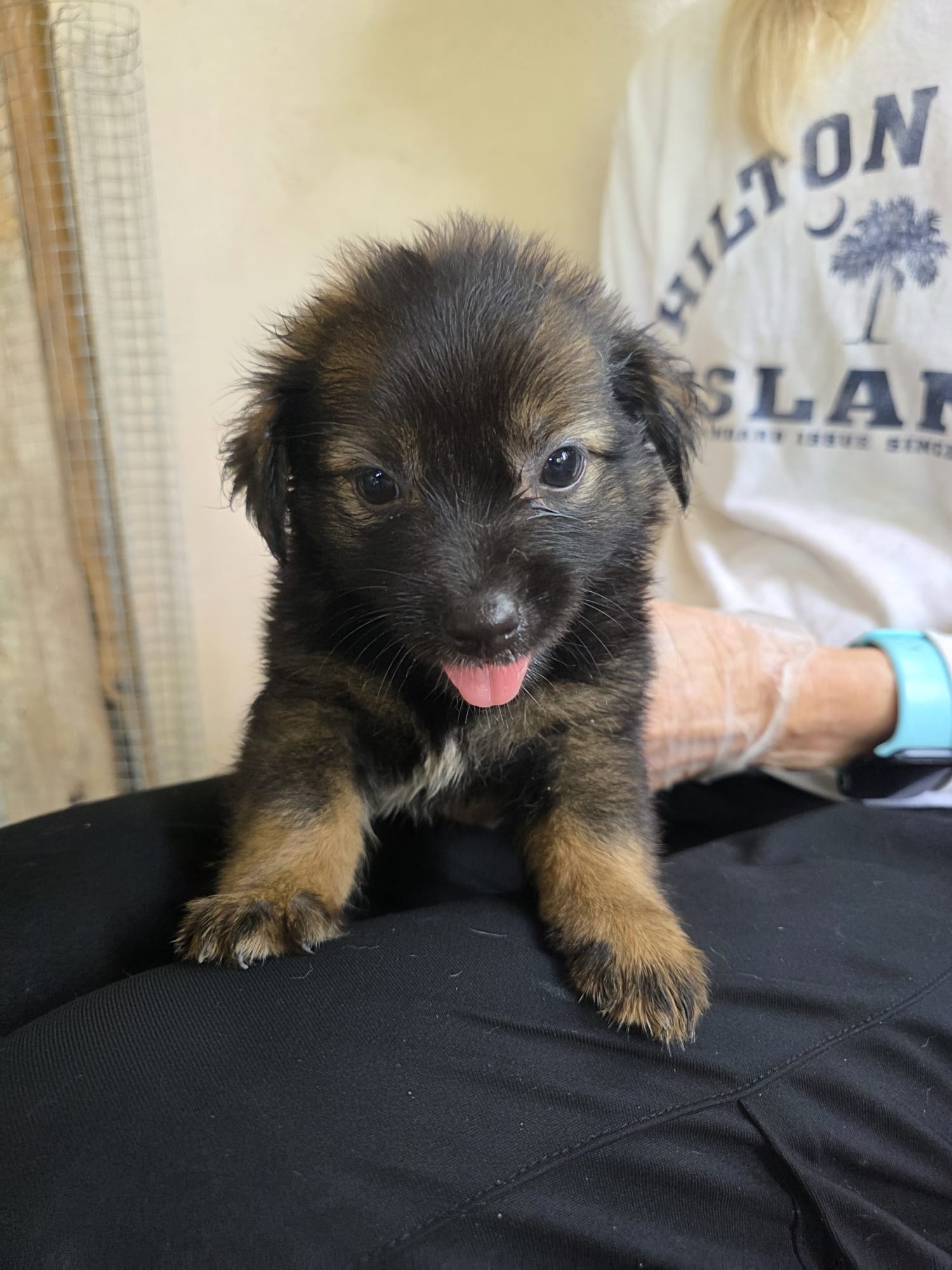 Daniela (Foster in PR) 4/7, Mixed Breed