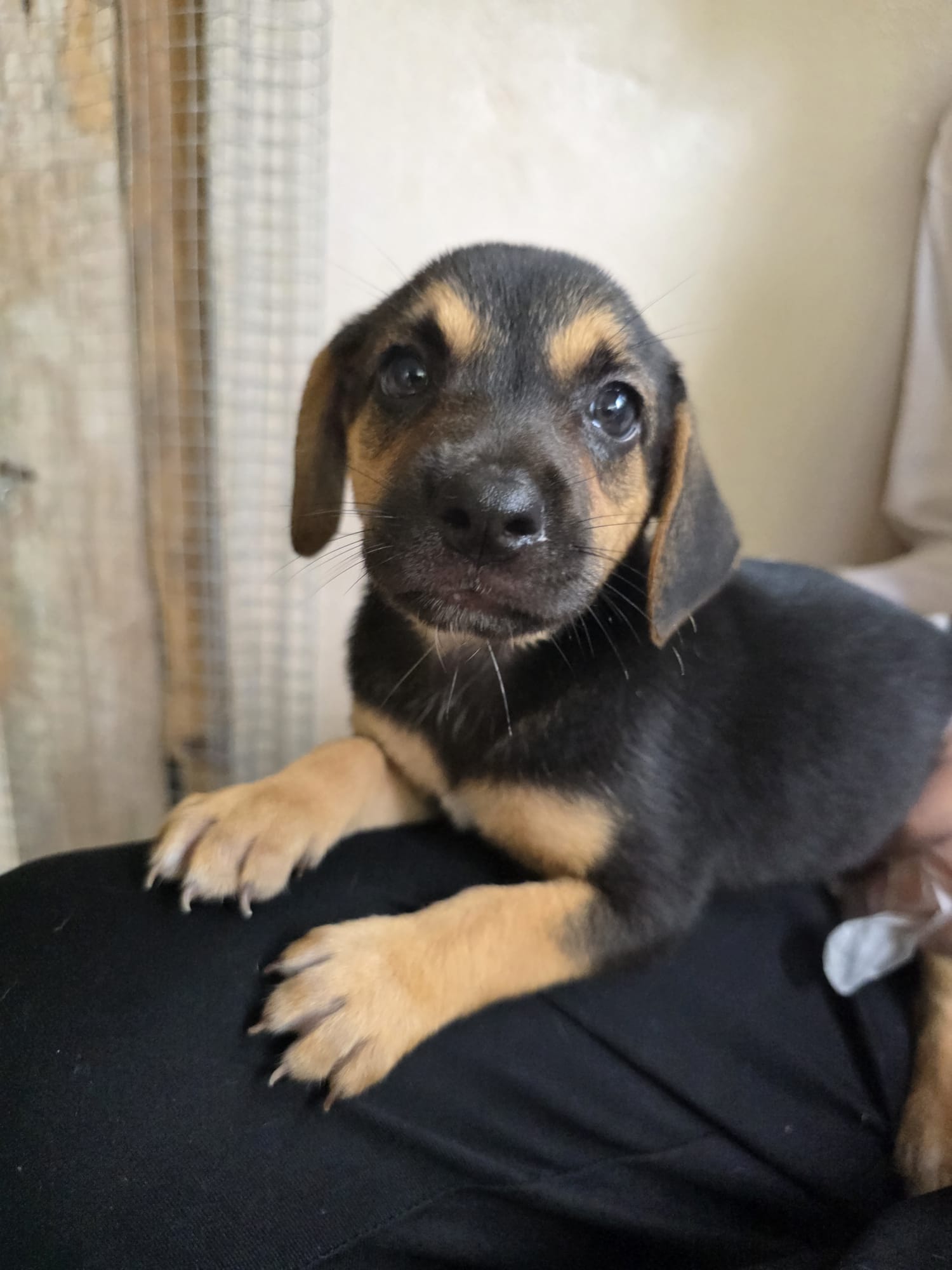 Jolene (Foster in PR) 7/7, Mixed Breed