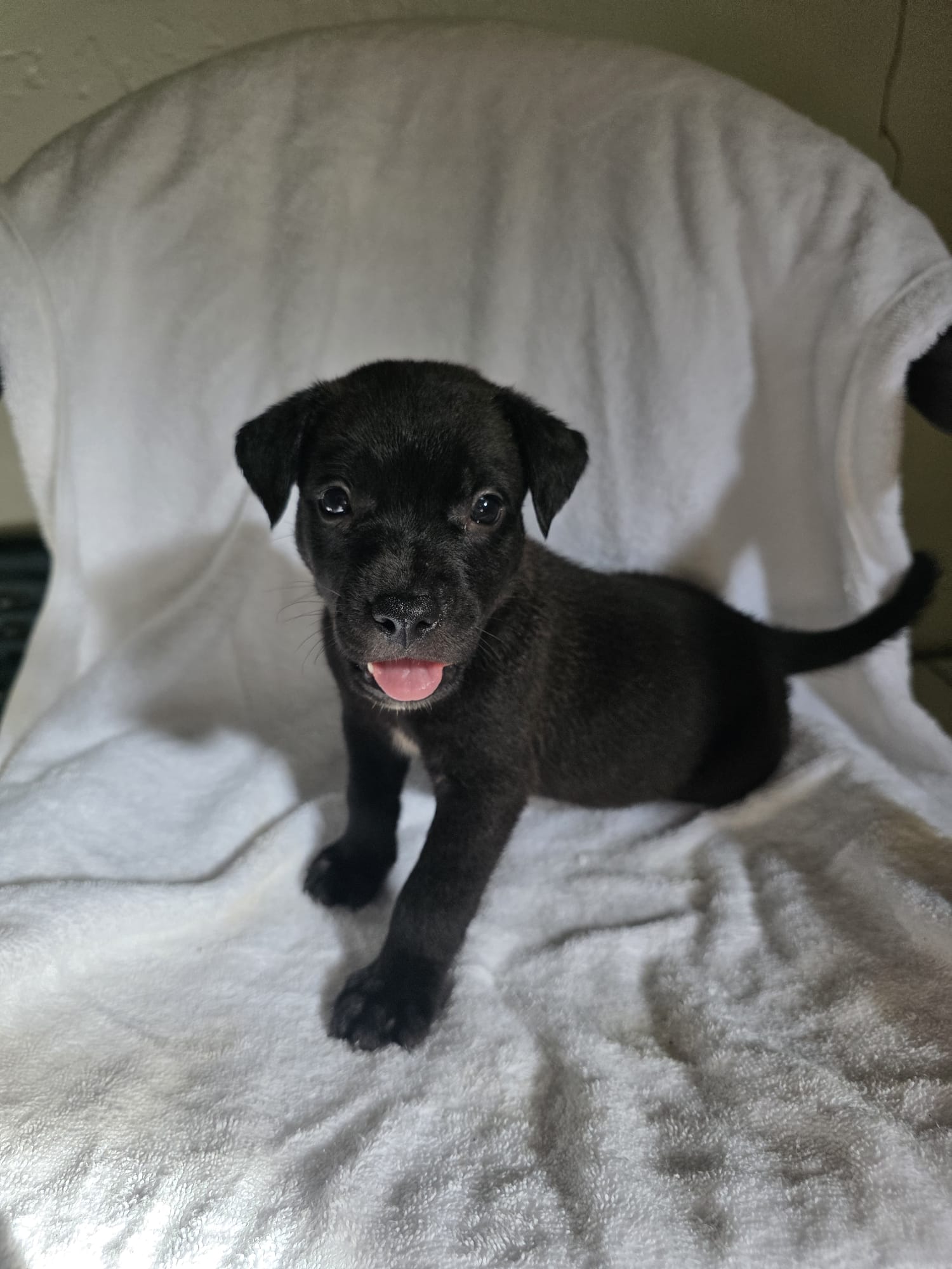 Ricardo (Foster in PR), Mixed Breed
