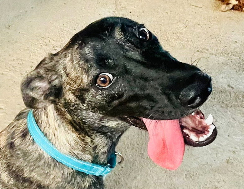 Dante (Foster in PR), Mixed Breed