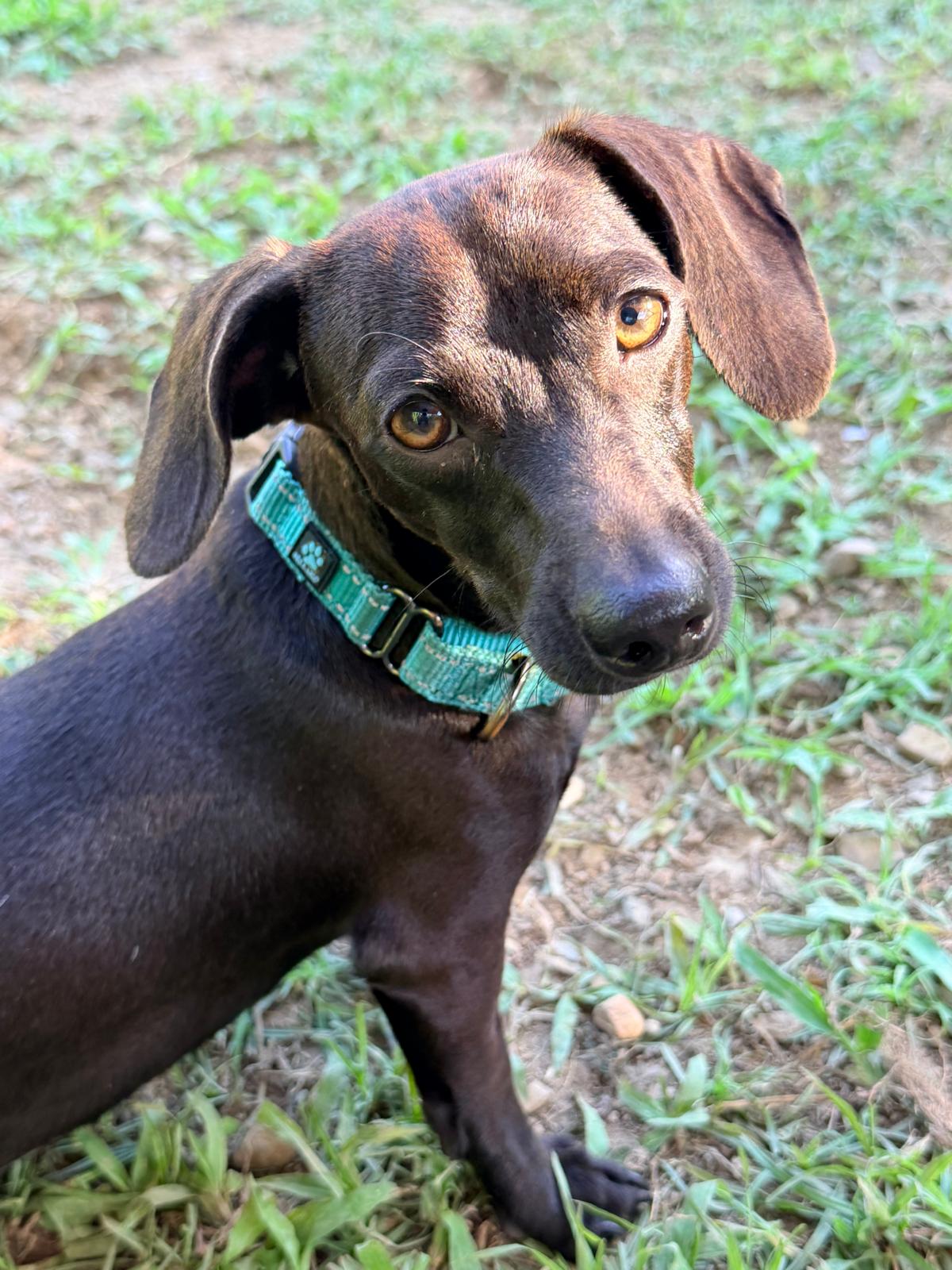 Luna, Dachshund