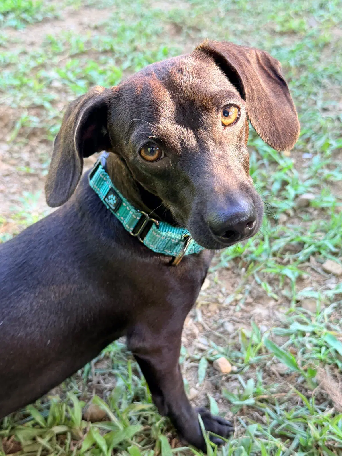 Luna - Dachshund