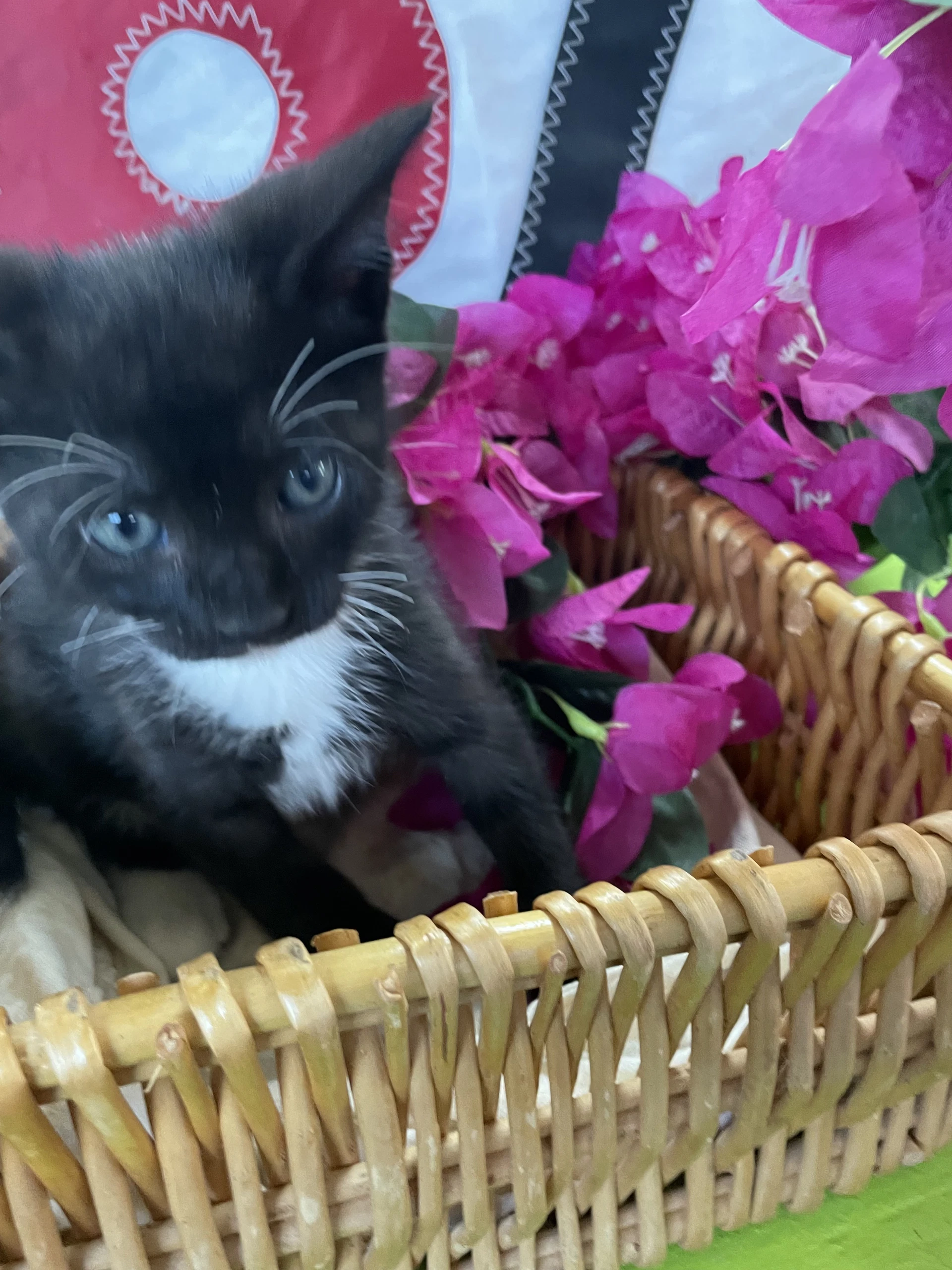 Binx Foster In Pr