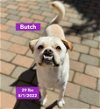 adoptable Dog in  named Butch