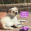 Butch - Photo 2