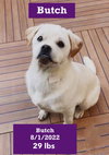 Butch - Photo 4