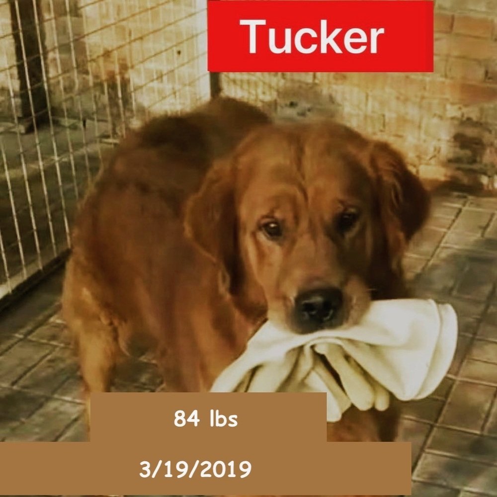 adoptable Dog in West Hollywood, CA named Tucker