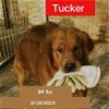 adoptable Dog in  named Tucker