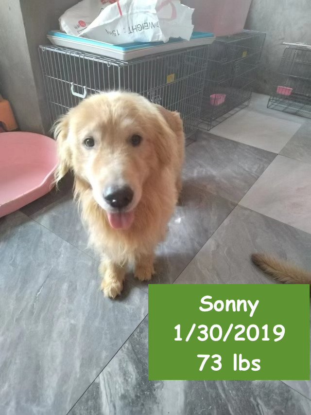 adoptable Dog in West Hollywood, CA named Sonny