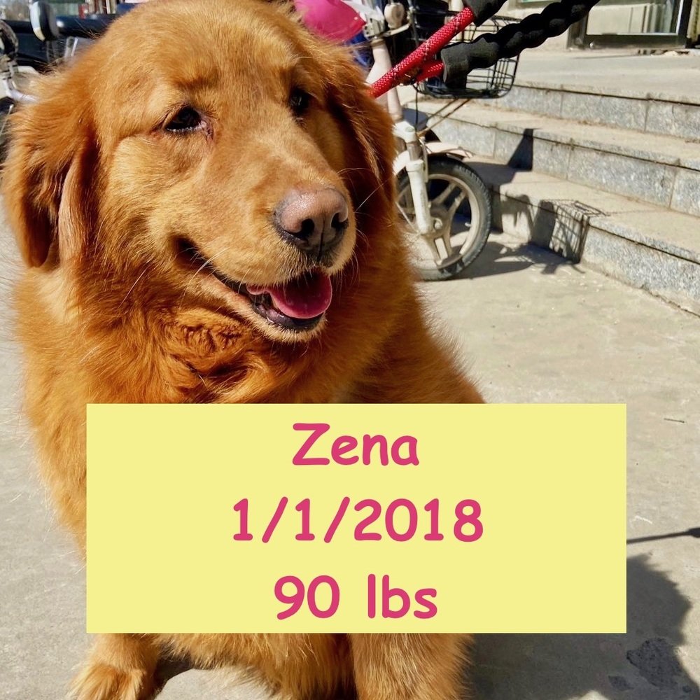 adoptable Dog in West Hollywood, CA named Zena