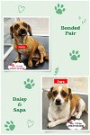 adoptable Dog in west hollywood, CA named Daisy - Bonded Pair with Sapa