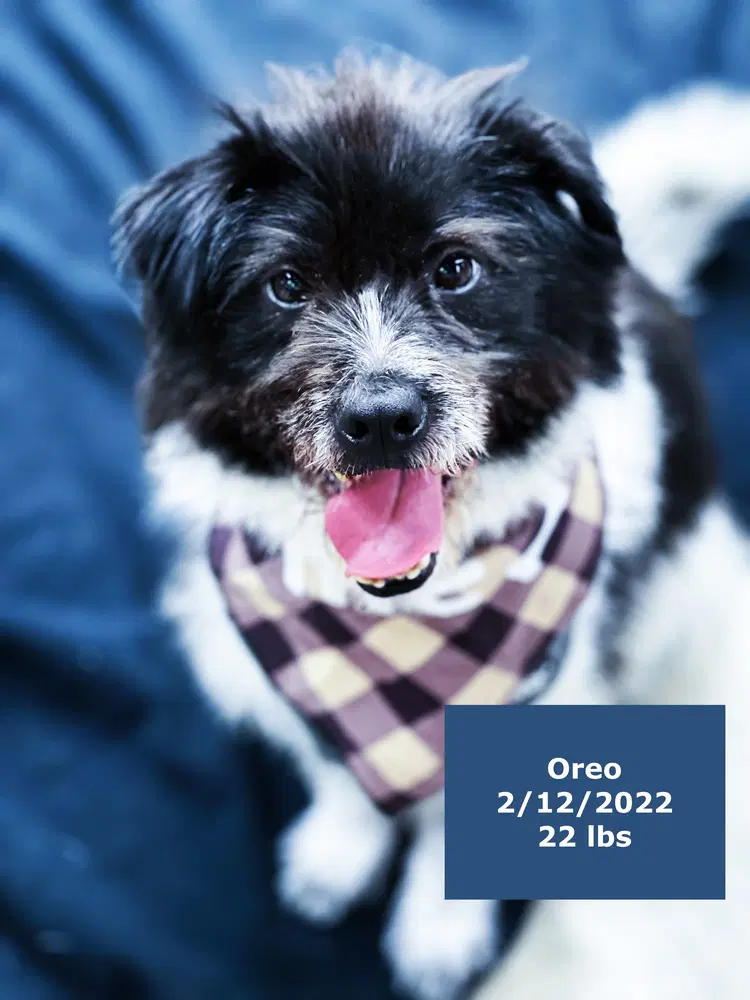 Oreo - Australian Shepherd