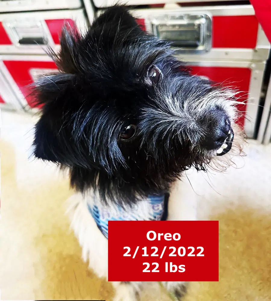 Oreo image 2
