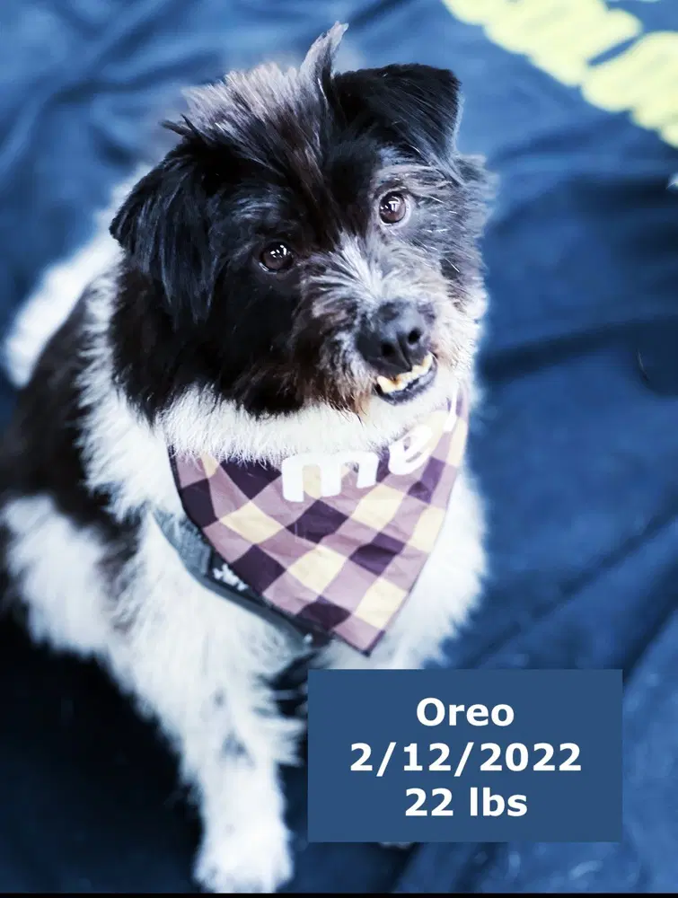 Oreo image 3