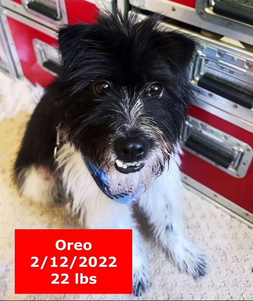 Oreo image 4