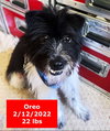 Oreo - Photo 4