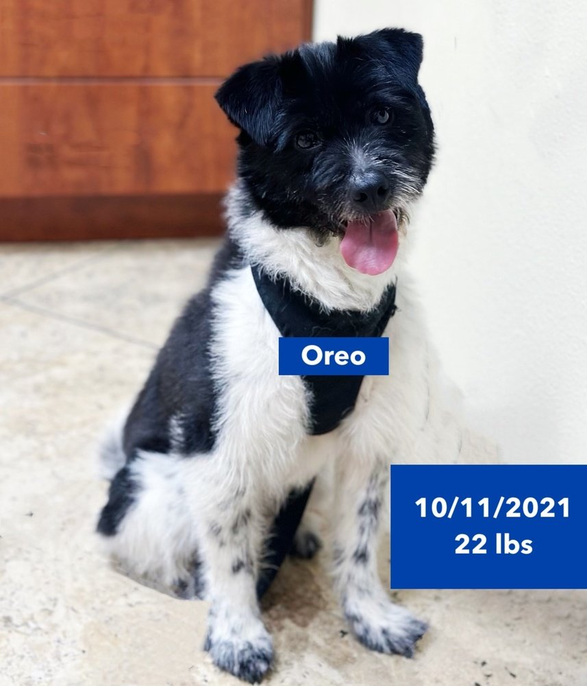 adoptable Dog in West Hollywood, CA named Oreo