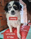 adoptable Dog in west hollywood, CA named Jimmy