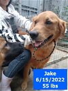 adoptable Dog in west hollywood, CA named Jake