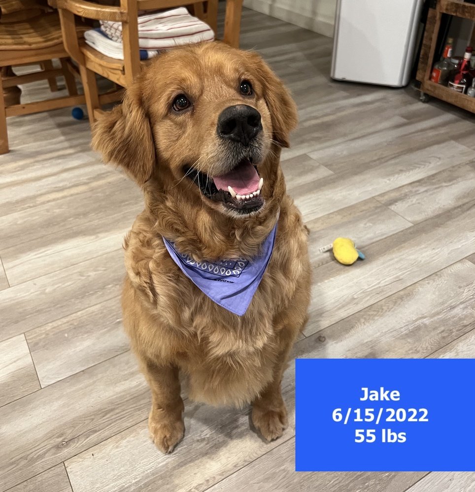 adoptable Dog in West Hollywood, CA named Jake