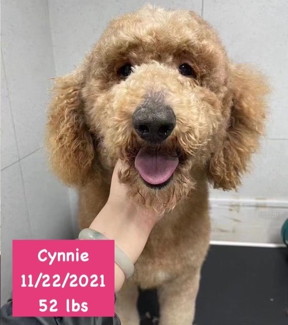 adoptable Dog in West Hollywood, CA named Cynnie
