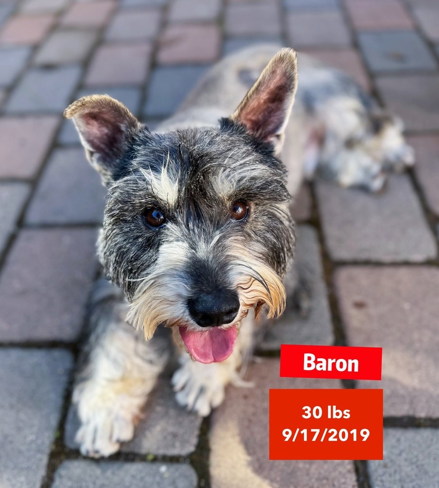 adoptable Dog in West Hollywood, CA named Baron