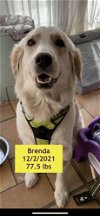 adoptable Dog in hollywood, CA named Brenda