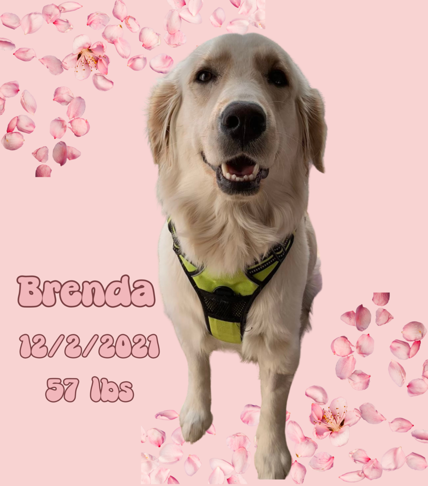 adoptable Dog in West Hollywood, CA named Brenda