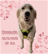 adoptable Dog in  named Brenda