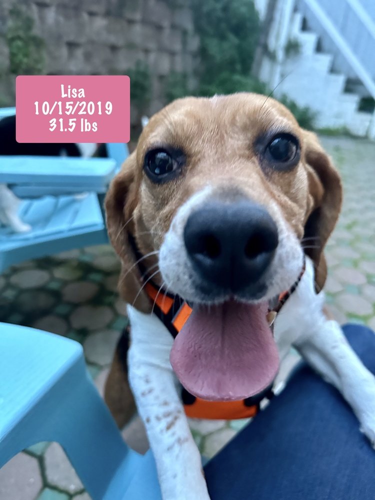 adoptable Dog in West Hollywood, CA named Lisa