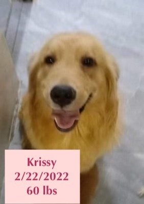 adoptable Dog in West Hollywood, CA named Krissy