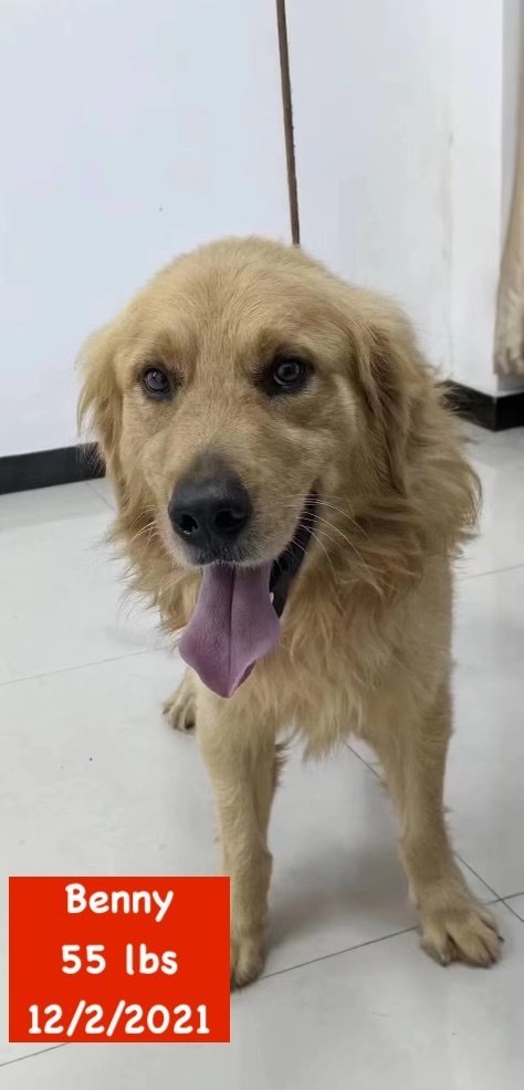 adoptable Dog in West Hollywood, CA named Benny - Golden Retriever