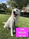 adoptable Dog in  named Cola
