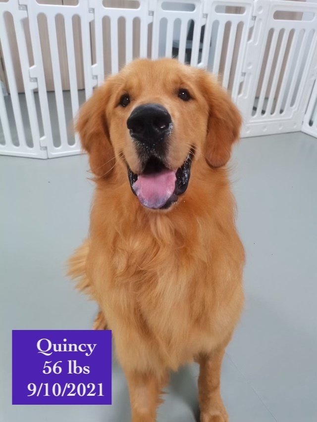 adoptable Dog in West Hollywood, CA named Quincy - Coming Soon