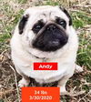 adoptable Dog in  named Andy