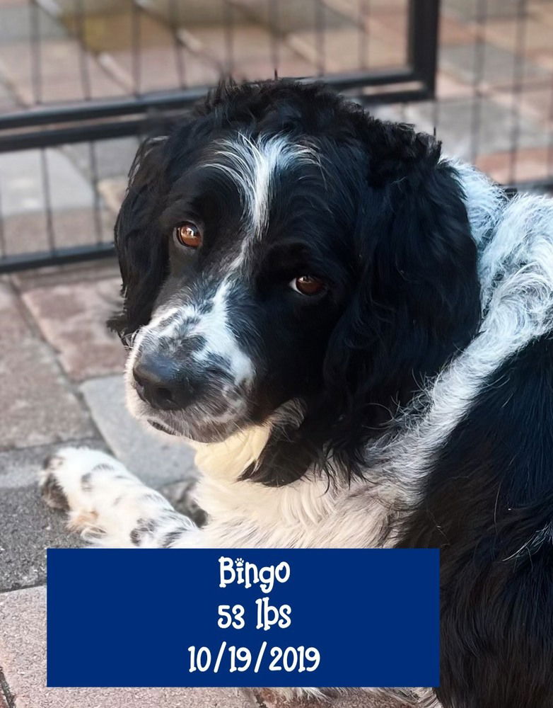 adoptable Dog in West Hollywood, CA named Bingo