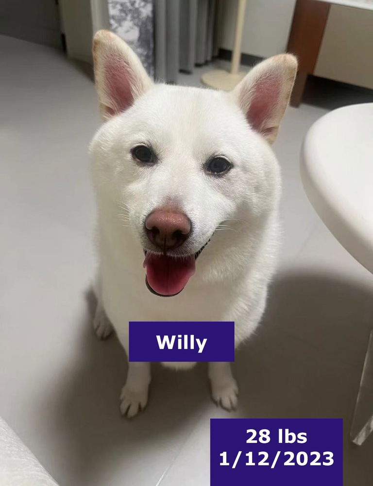 adoptable Dog in West Hollywood, CA named Willy