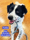Turbo - Photo 2