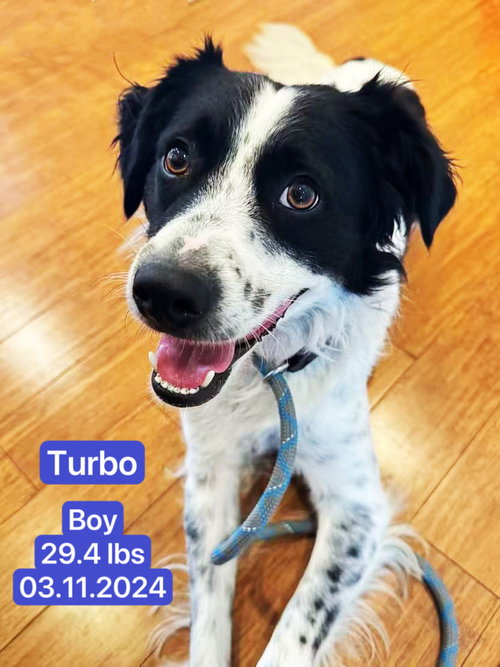 TURBO - Border Collie available for adoption
