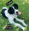 Turbo - Photo 3