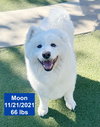 Moon - Photo 1