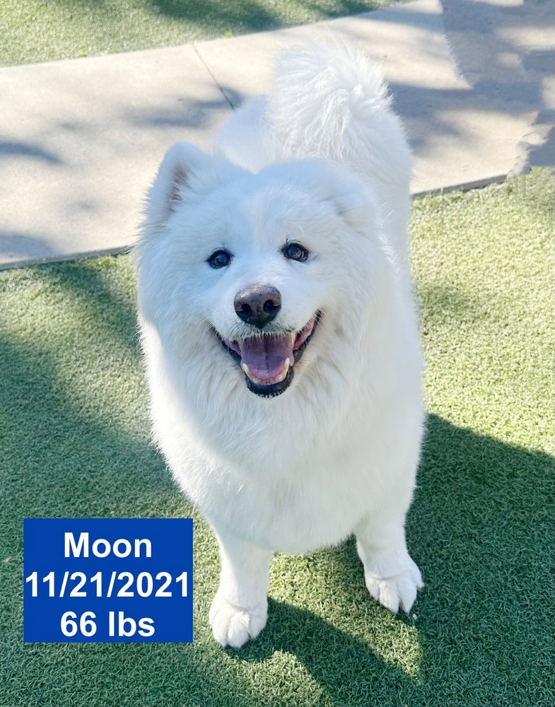 Moon